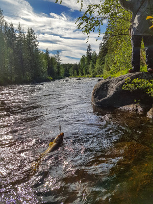 Løft gjedde enklere med fiskehåv